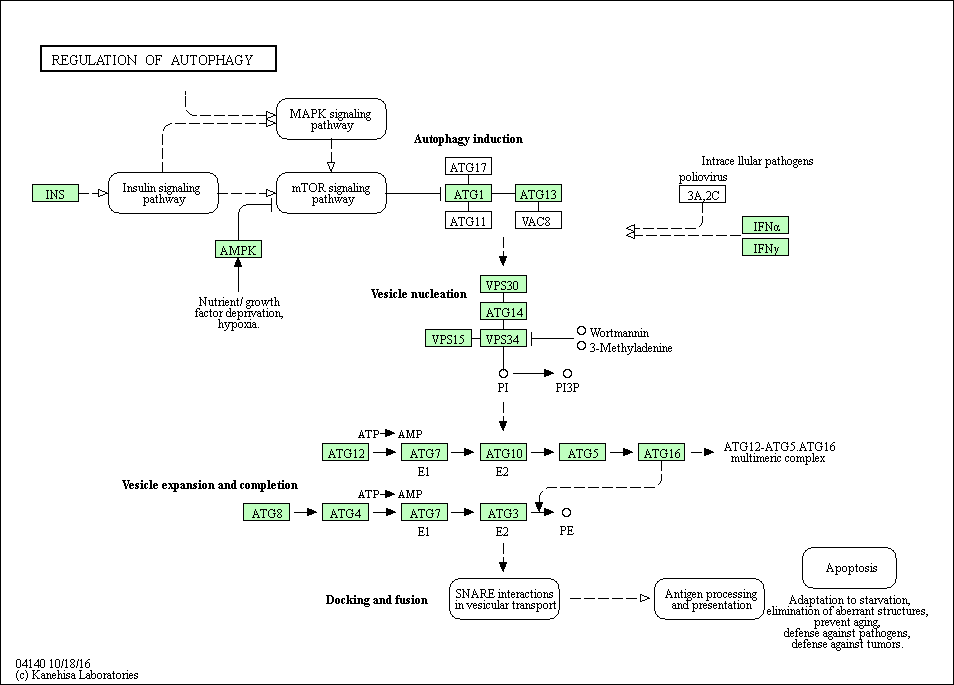 Reg 6. Регуляция аутофагии. Autophagy Regulation Signal Pathway. KEGG Insulin Pathway. Регуляция аутофагии картинки.